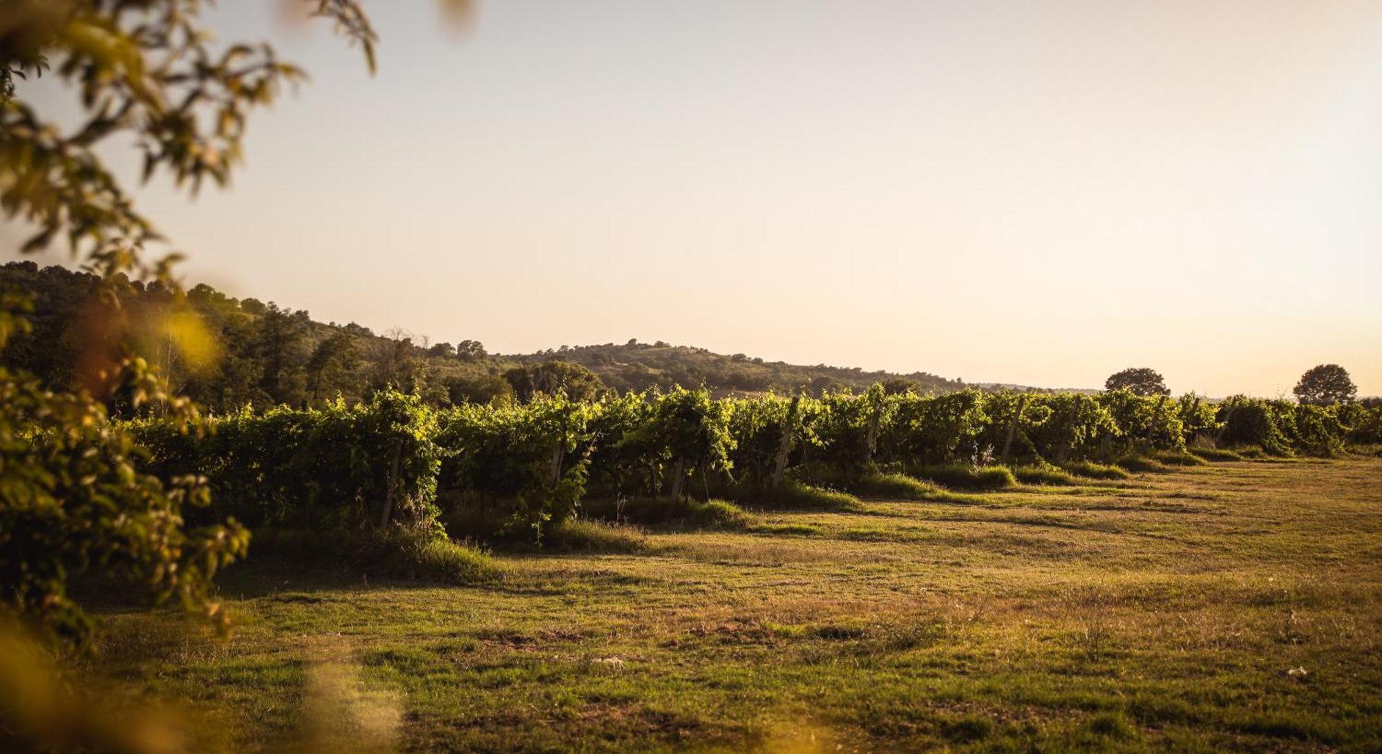 Agriturismo La Vecchia Quercia Монтемерано Экстерьер фото