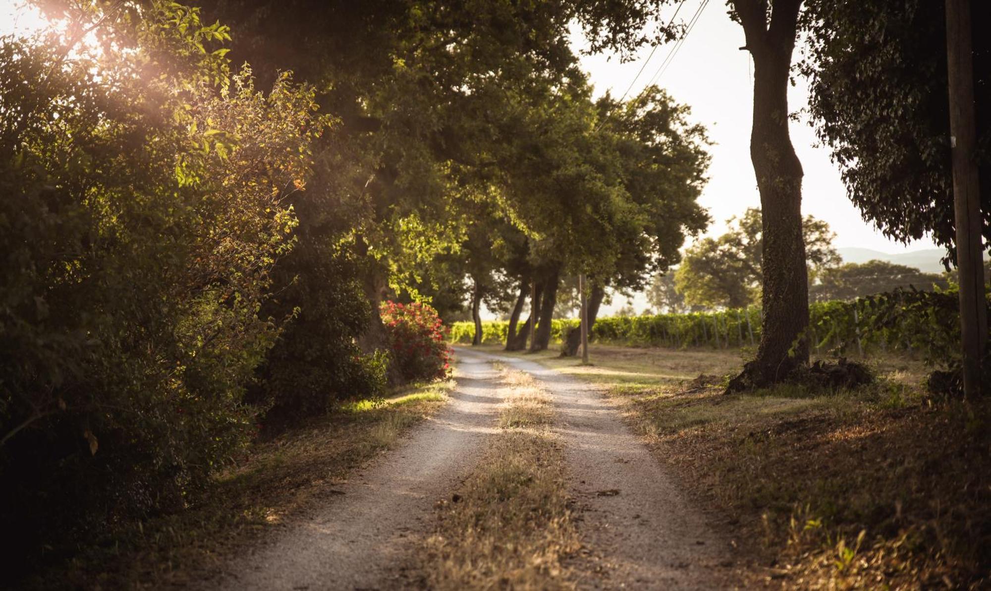 Agriturismo La Vecchia Quercia Монтемерано Экстерьер фото