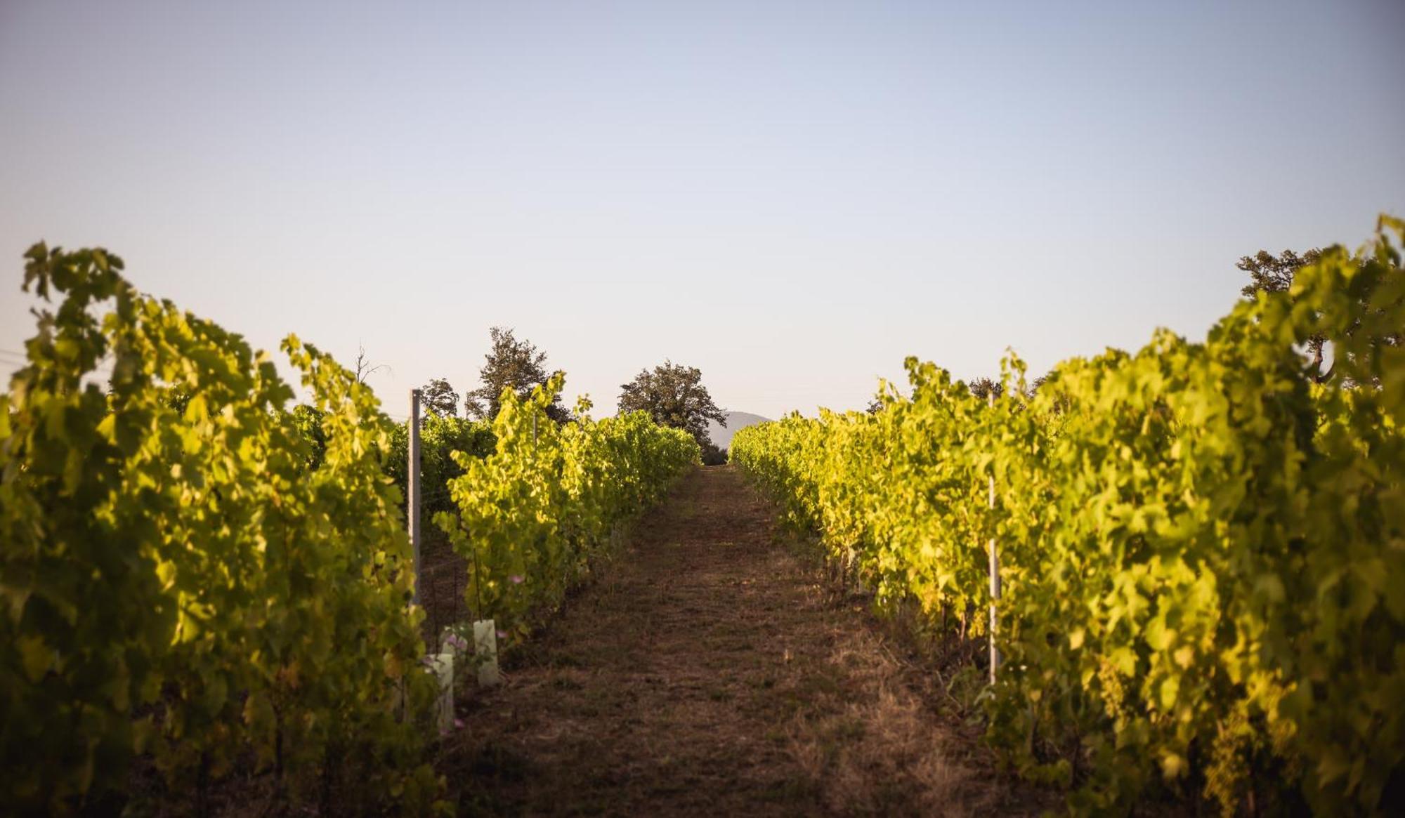 Agriturismo La Vecchia Quercia Монтемерано Экстерьер фото