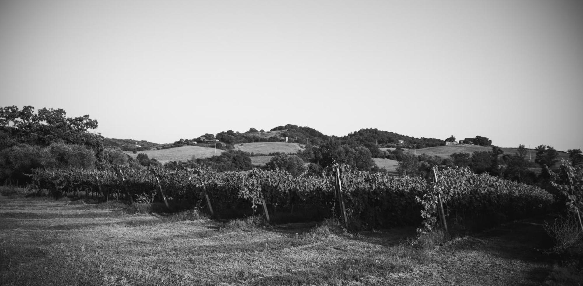 Agriturismo La Vecchia Quercia Монтемерано Экстерьер фото